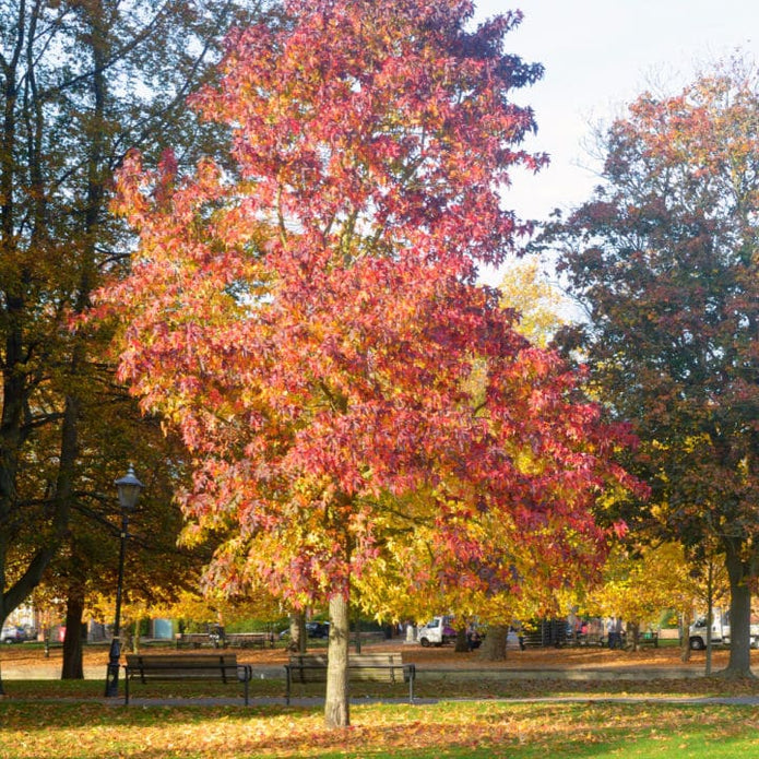 American Sweet Gum - Lotus