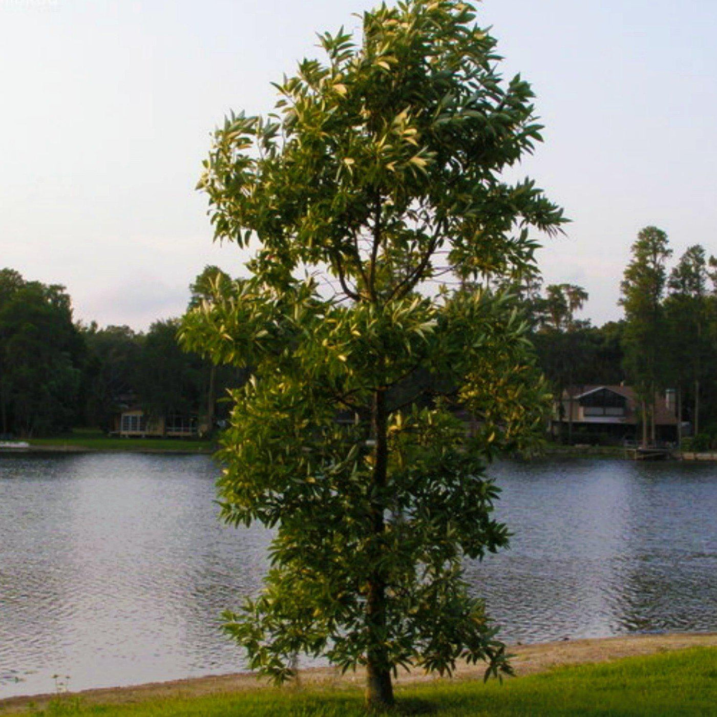 Sweetbay Magnolia - Endswell