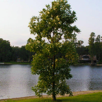 Sweetbay Magnolia - Endswell