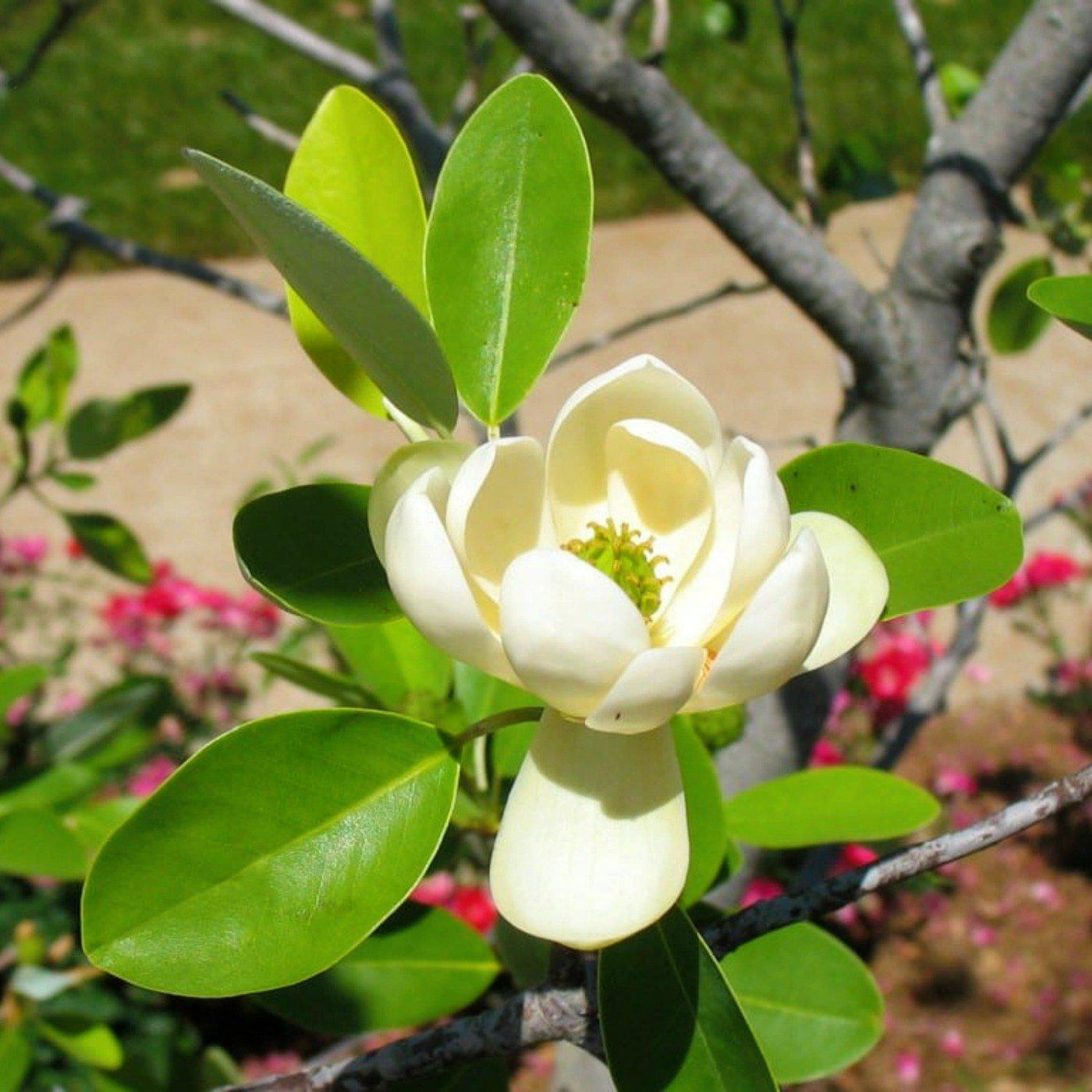 Sweetbay Magnolia - Farris