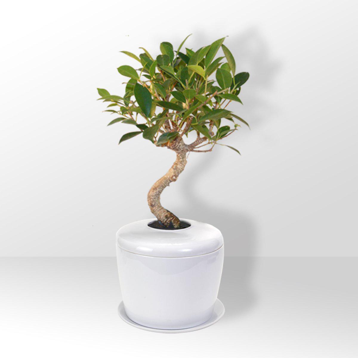 The Living Urn Indoors / Patio - Lotus