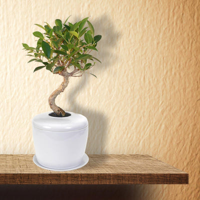 The Living Urn Indoors / Patio - Lotus