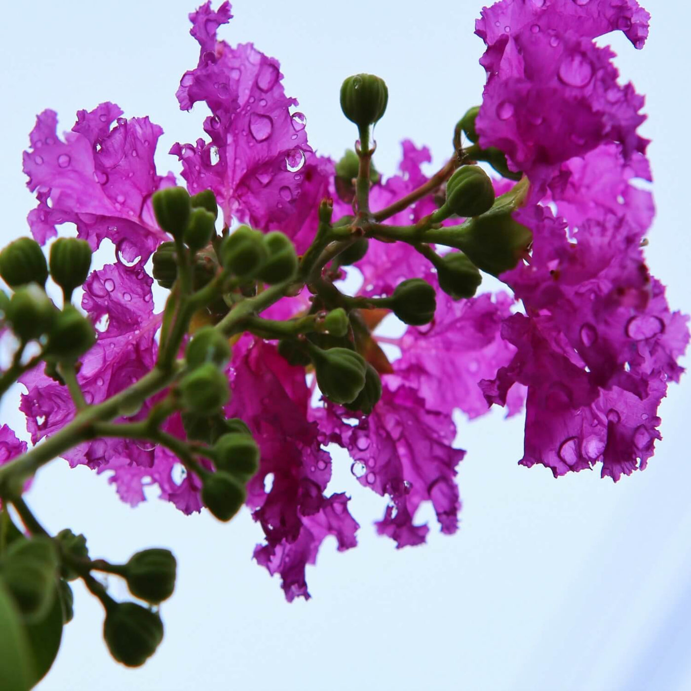 Crape Myrtle (Purple) - Green Farewells