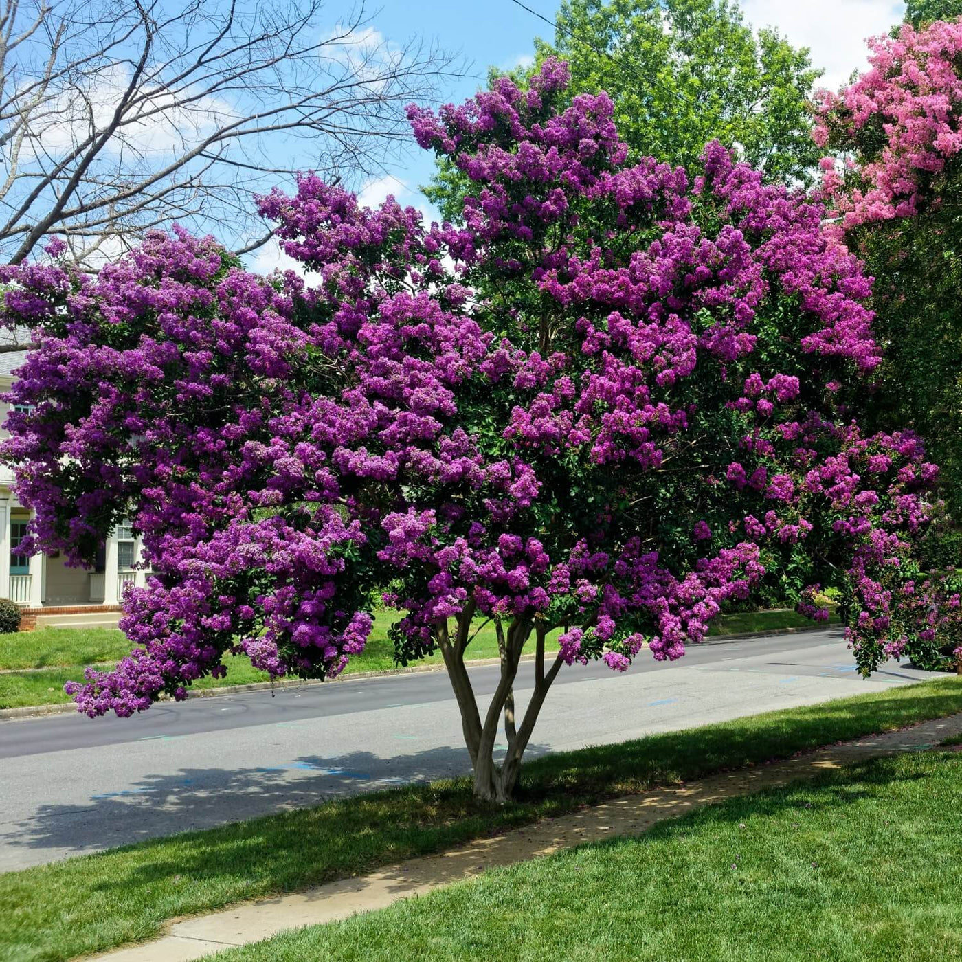 Crape Myrtle (Purple) - Perry