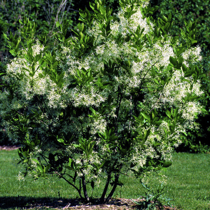 White Fringe Tree - Lotus