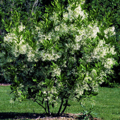 White Fringe Tree - Lotus