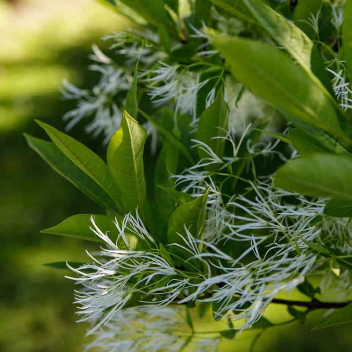 White Fringe Tree - Lotus
