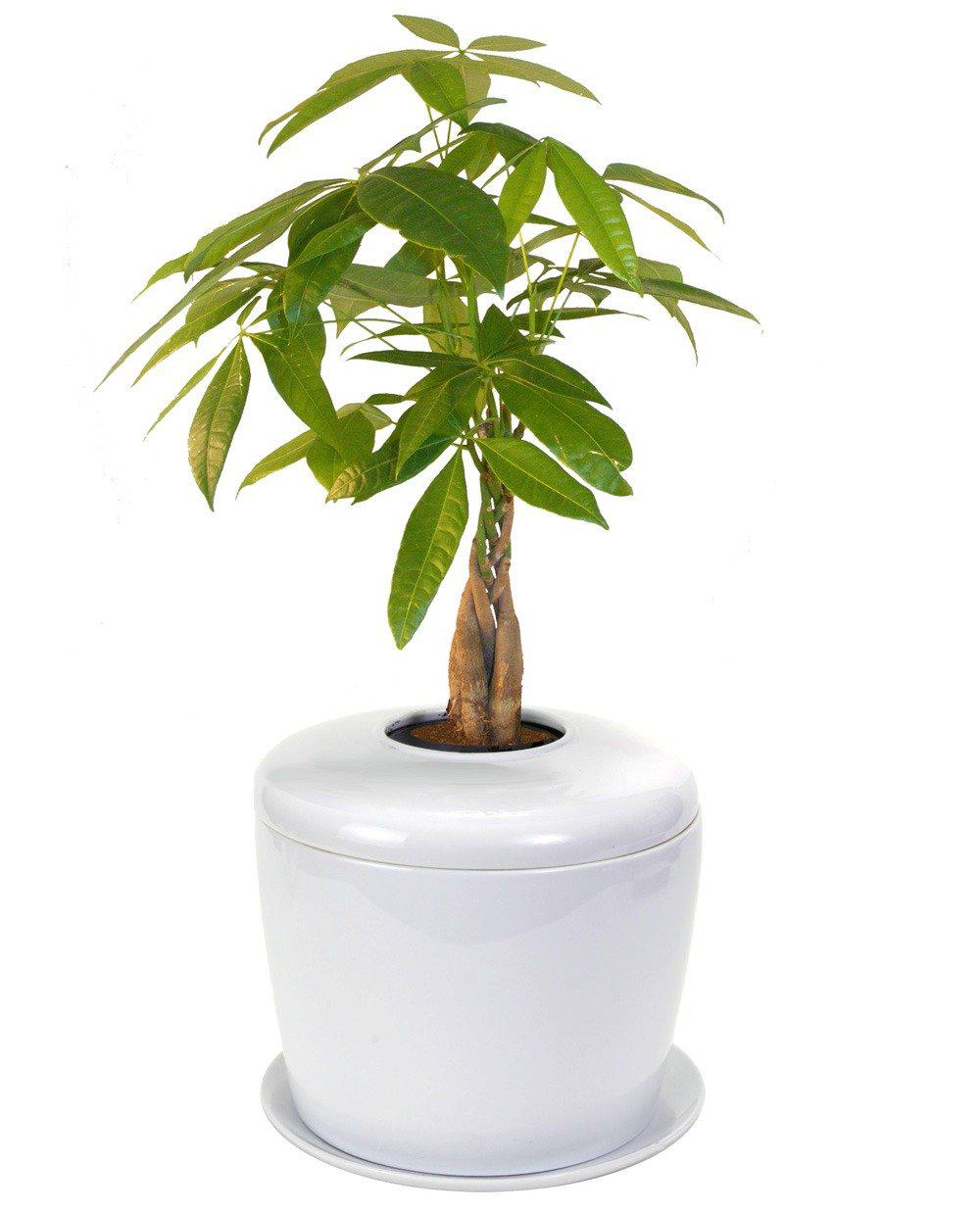 The Living Urn Indoors / Patio - Lotus