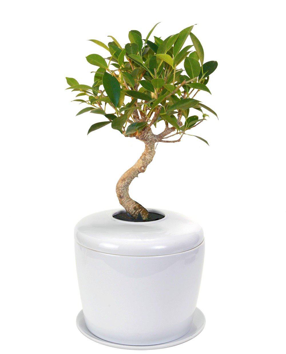 The Living Urn Indoors / Patio - Lotus