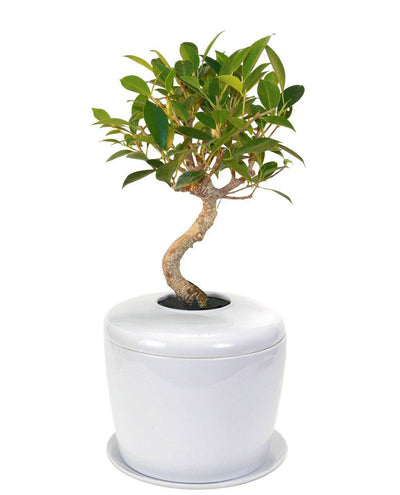 The Living Urn Indoors / Patio - Lotus