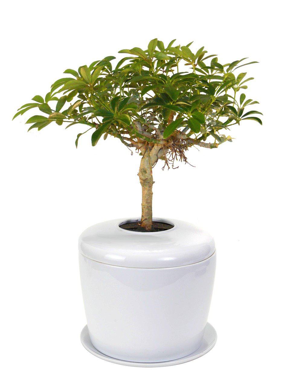 The Living Urn Indoors / Patio - Lotus