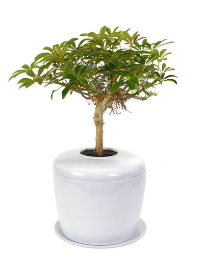 The Living Urn Indoors / Patio - Lotus