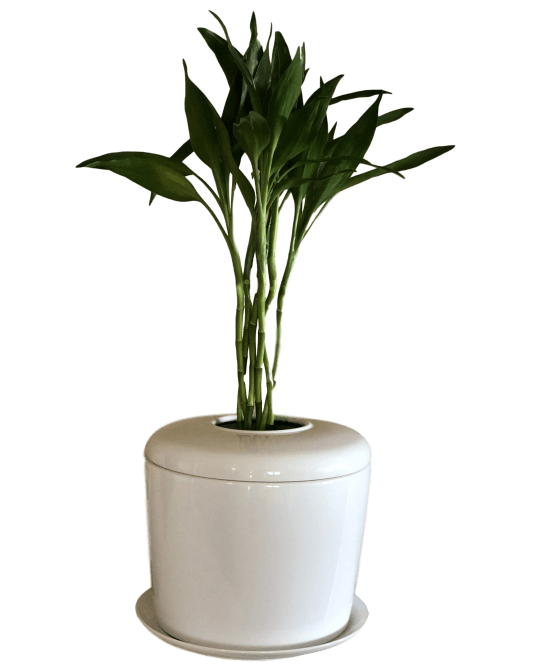 The Living Urn Indoors / Patio - Lotus
