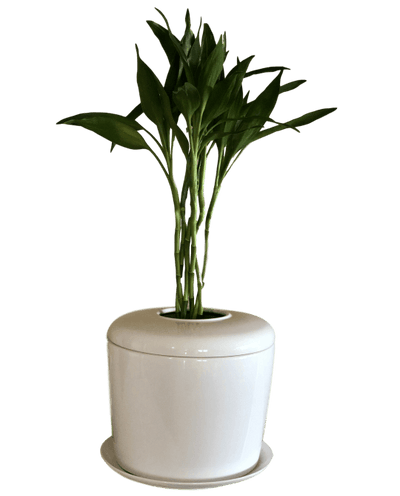 The Living Urn Indoors / Patio - Lotus