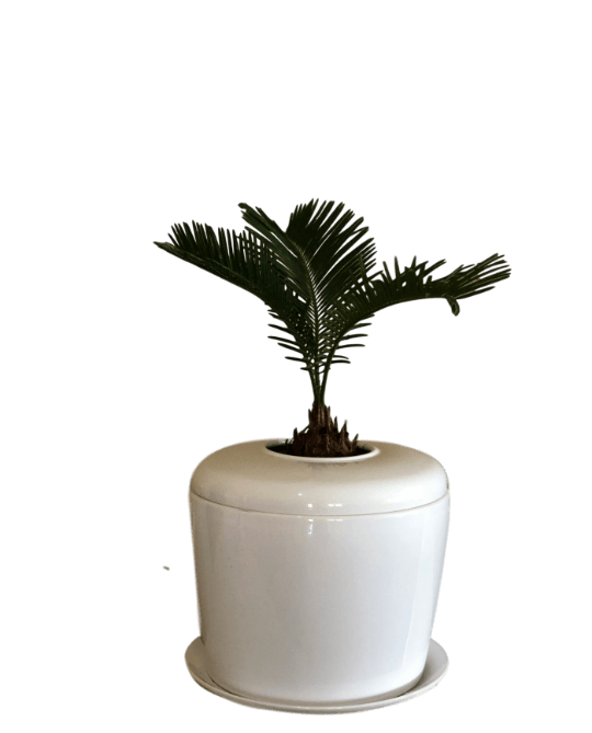 The Living Urn Indoors / Patio - Lotus