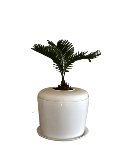 The Living Urn Indoors / Patio - Lotus