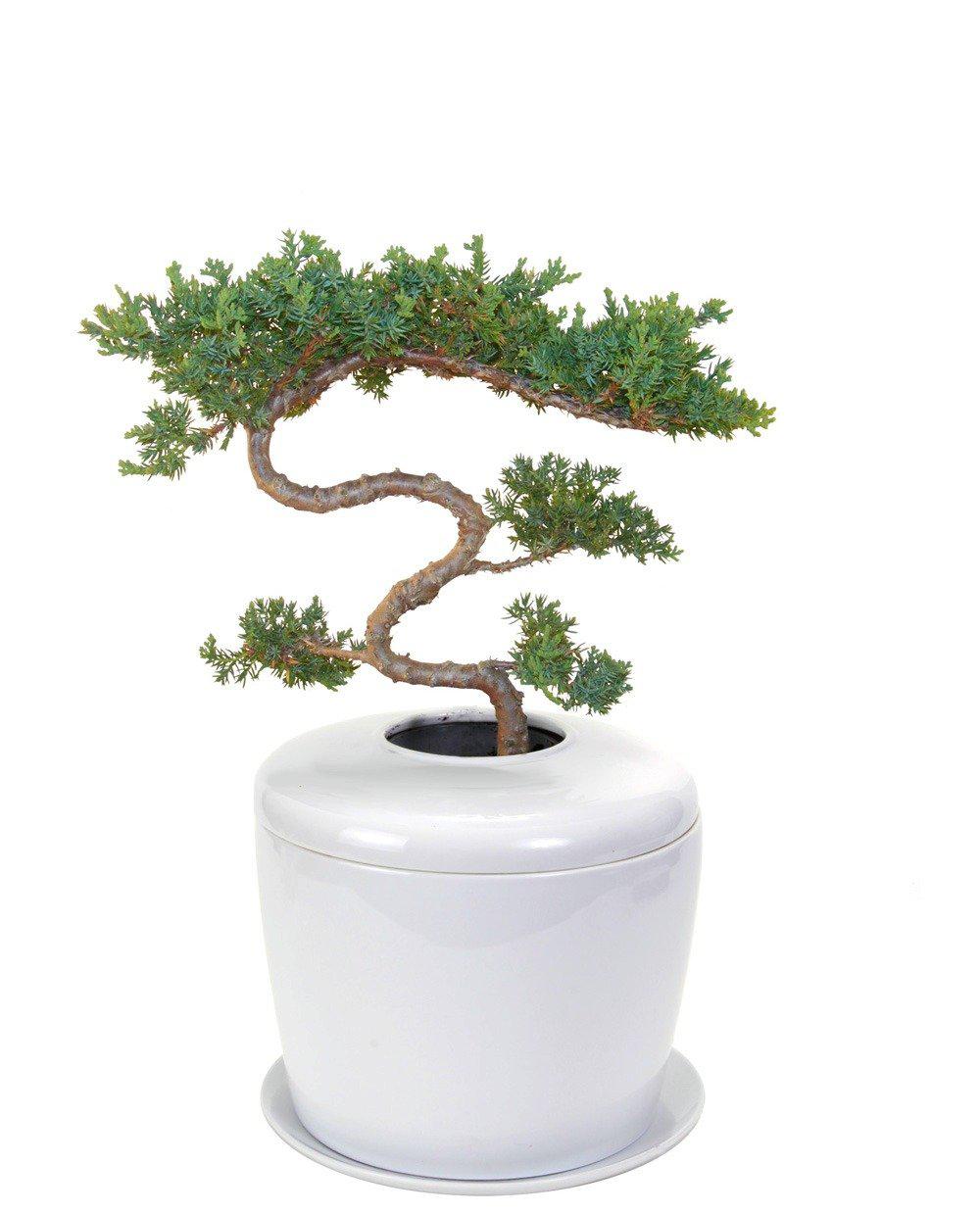 The Living Urn Indoors / Patio - Lotus