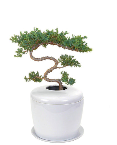 The Living Urn Indoors / Patio - Lotus