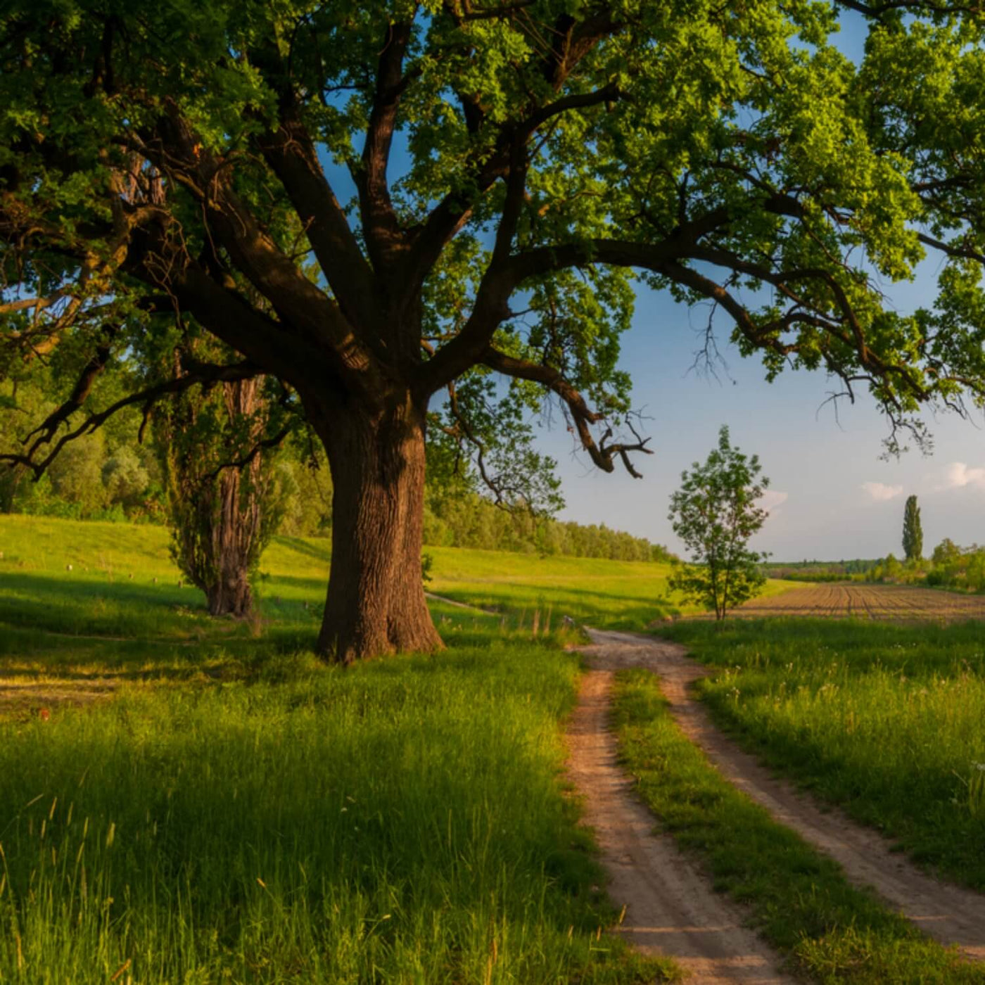Willow Oak - Green Farewells