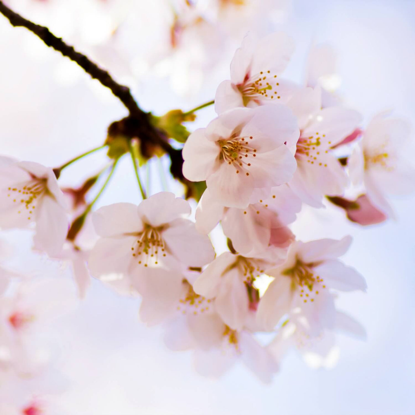 Japanese Flowering Cherry (Yoshino) - Perry