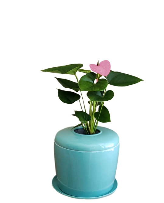 The Living Urn Indoors / Patio - Lotus