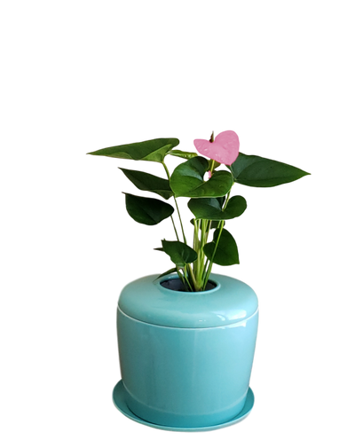The Living Urn Indoors / Patio - Lotus