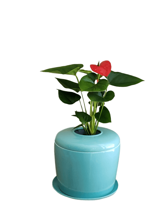 The Living Urn Indoors / Patio - Lotus