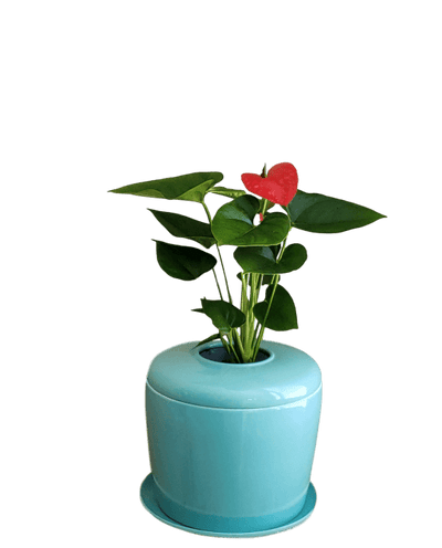 The Living Urn Indoors / Patio - Lotus