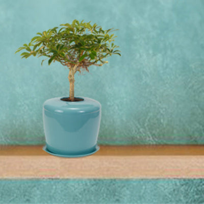 The Living Urn Indoors / Patio - Lotus