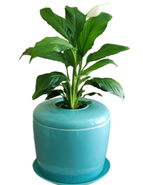 The Living Urn Indoors / Patio - Lotus