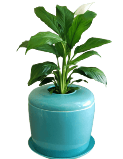 The Living Urn Indoors / Patio - Lotus