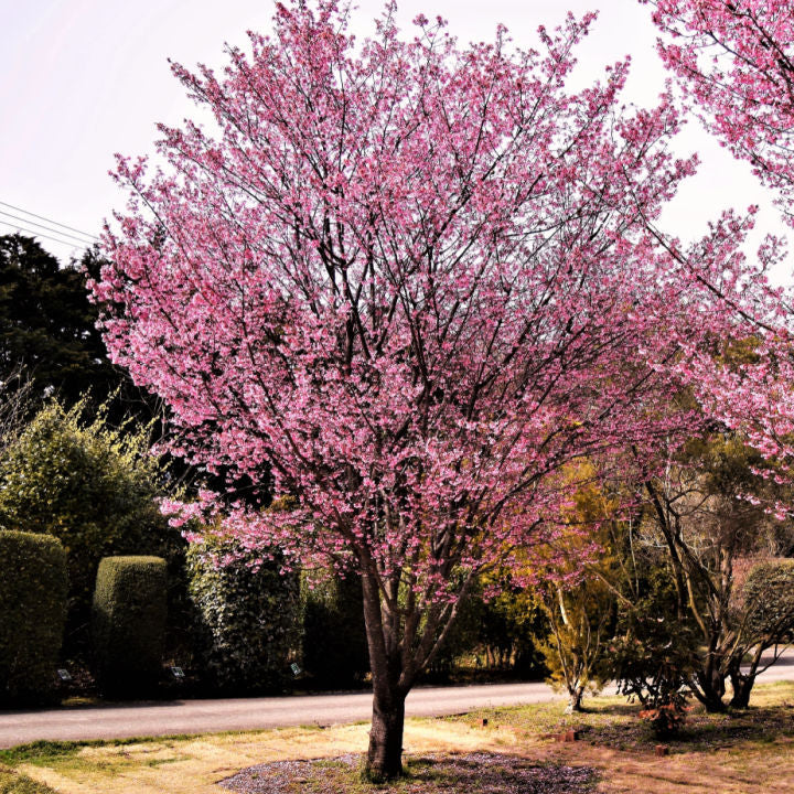 Okame Flowering Cherry - Lotus
