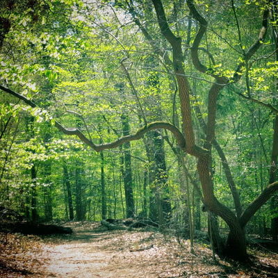 Sourwood - Farris
