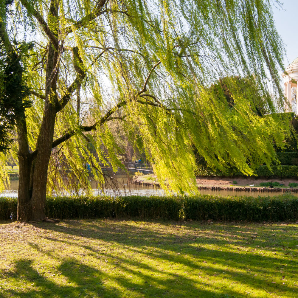 Weeping Willow - Green Farewells