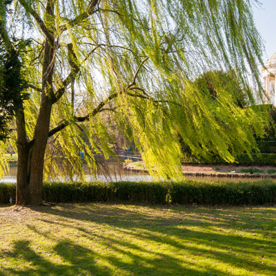 Weeping Willow - Green Farewells