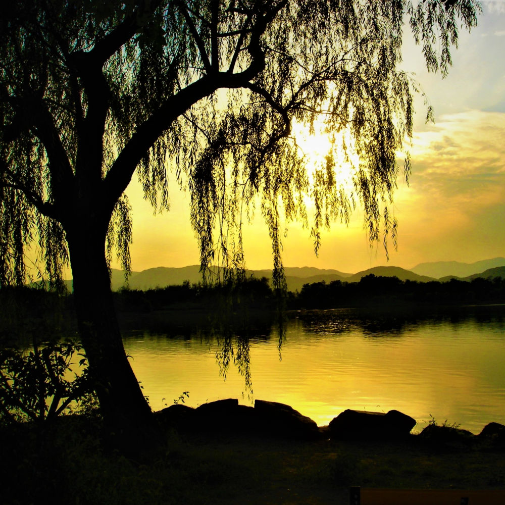 Weeping Willow - Farris