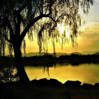 Weeping Willow - Perry