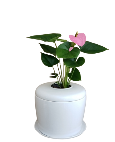 The Living Urn Indoors / Patio - Lotus