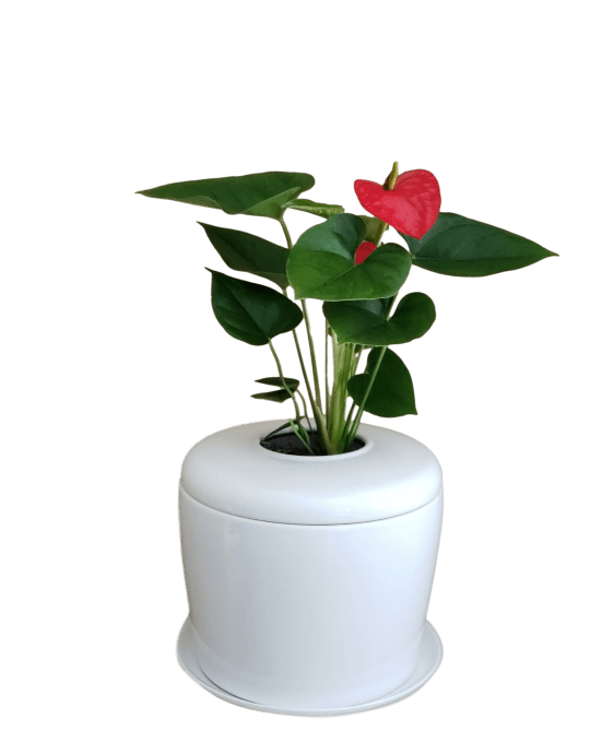 The Living Urn Indoors / Patio - Lotus