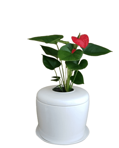 The Living Urn Indoors / Patio - Lotus