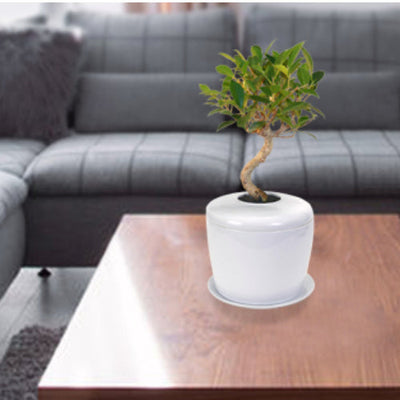 The Living Urn Indoors / Patio - Lotus