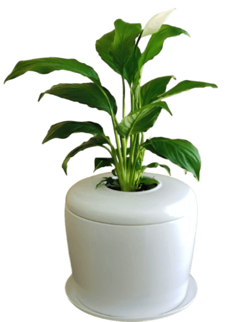 The Living Urn Indoors / Patio - Lotus
