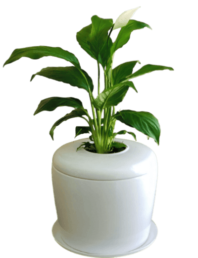 The Living Urn Indoors / Patio - Lotus