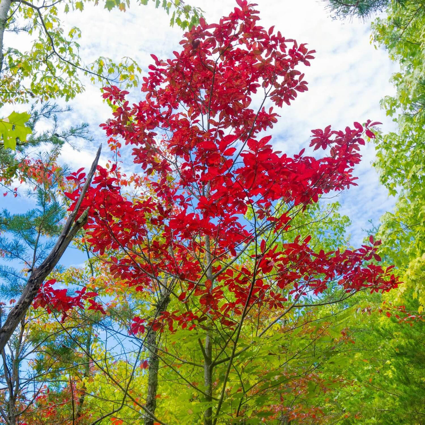 Sourwood - 5280