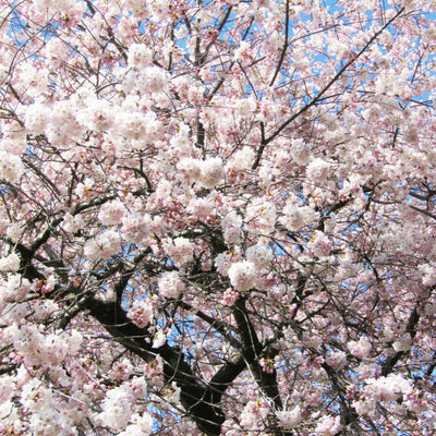 Akebono Flowering Cherry - Emmick