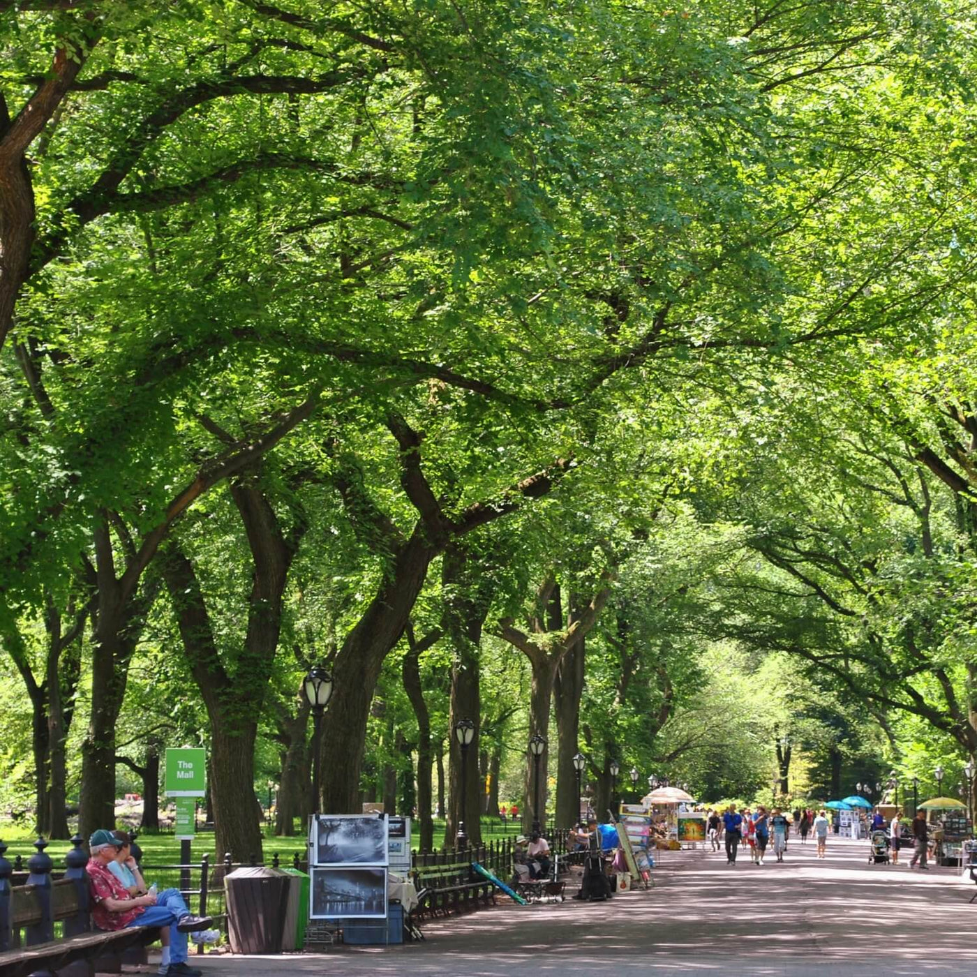 American Elm (Princeton) - 5280