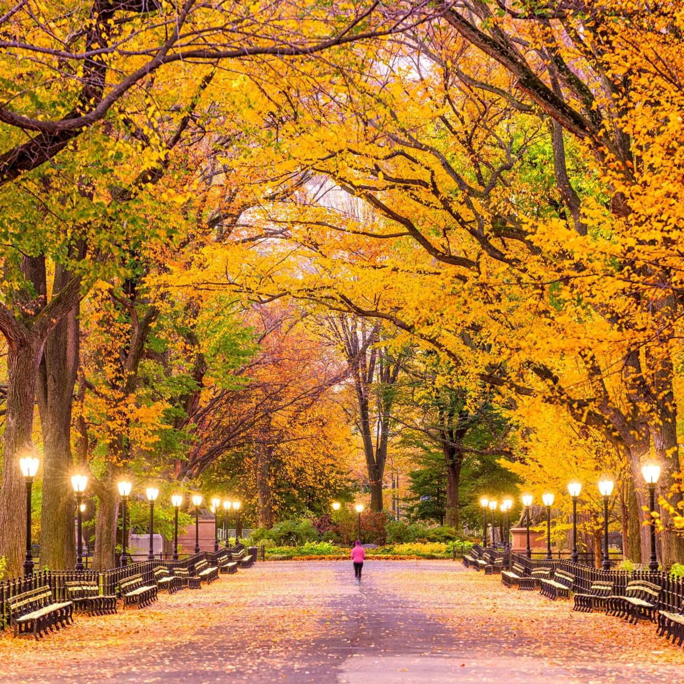 American Elm (Princeton) - 5280