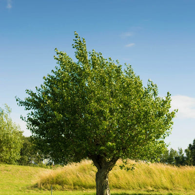 American Elm (Princeton) - 5280
