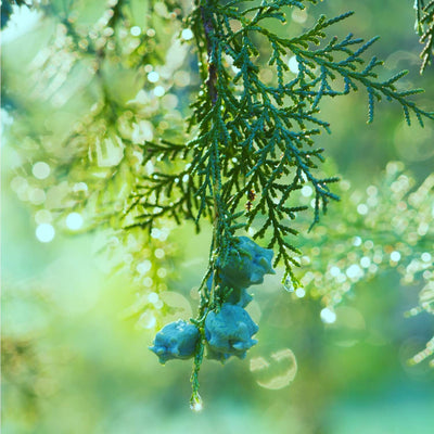 Cypress (Leyland) - Natural Grace