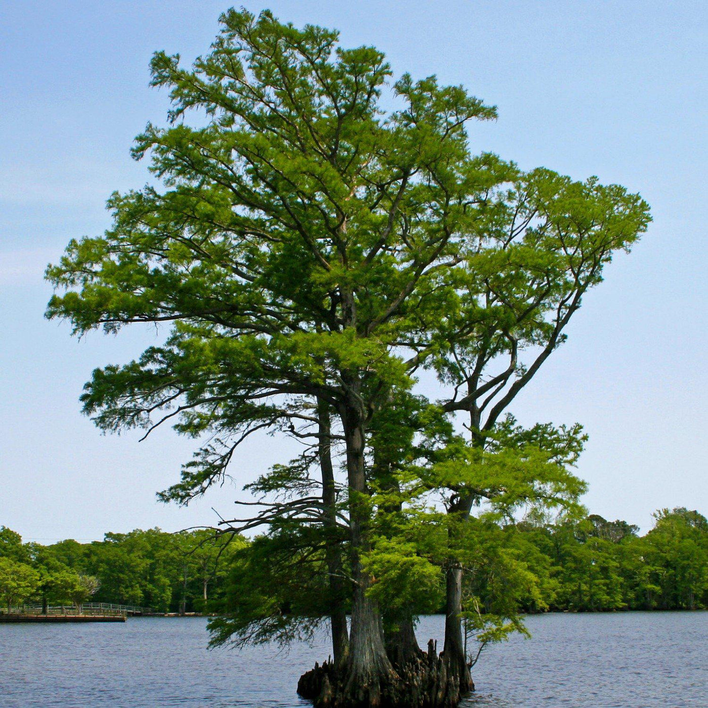 Bald Cypress - Be a Tree Cremation